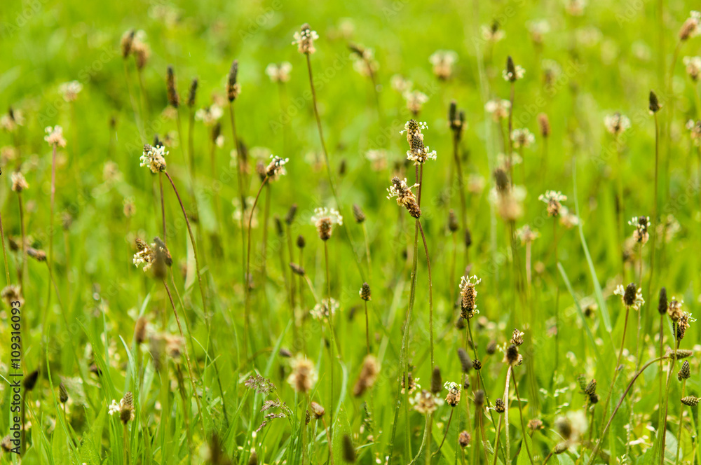Ribwort Plantain - Plantago lanceolata