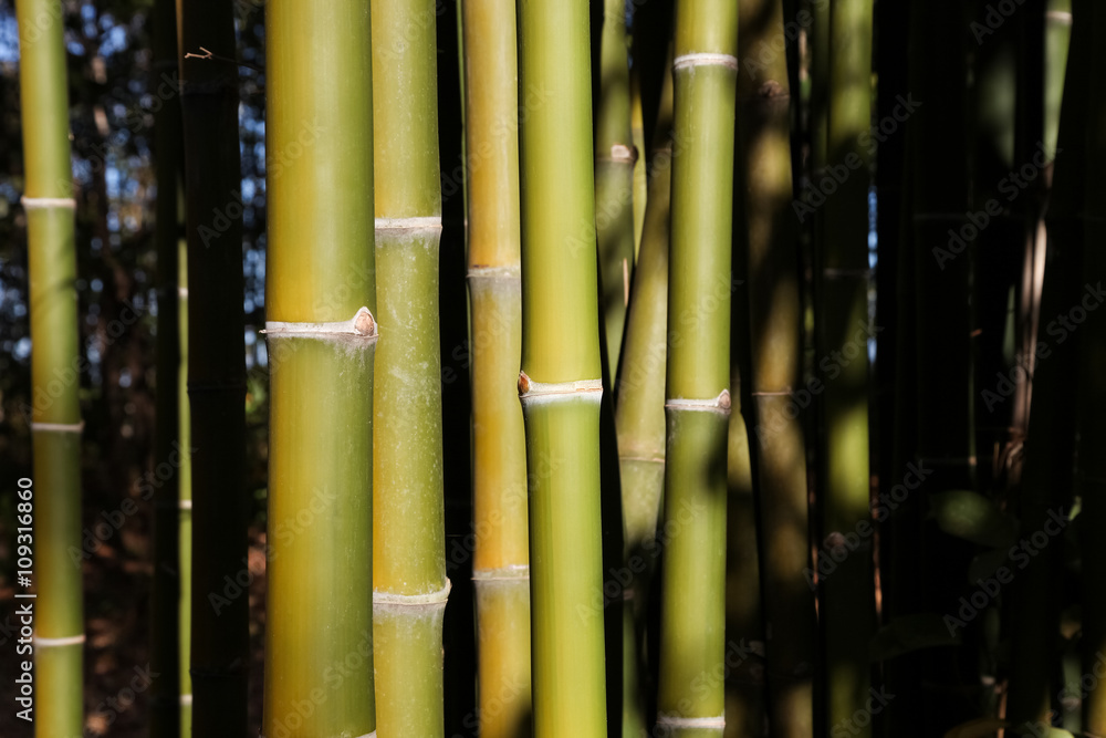 Green bamboo background. Green bamboo background.