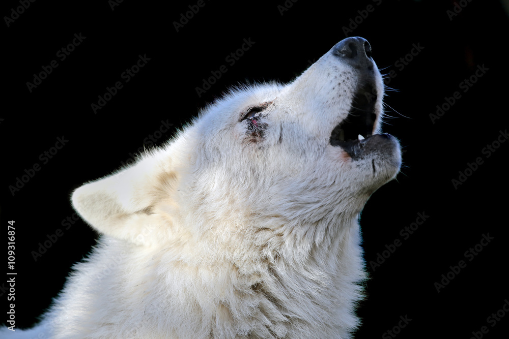 Obraz premium Howling wolf