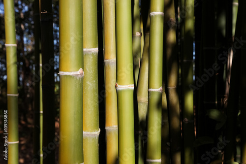 Green bamboo background.