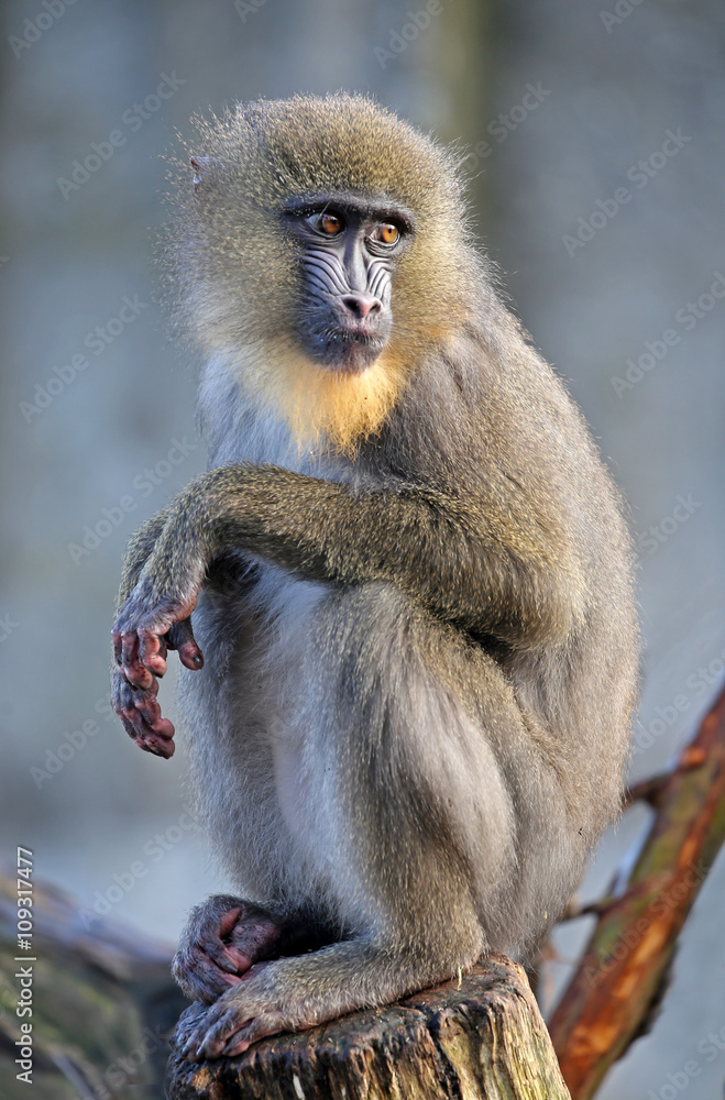 Fototapeta premium Mandrill