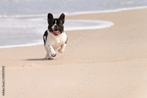 French bulldog on the beach © homydesign