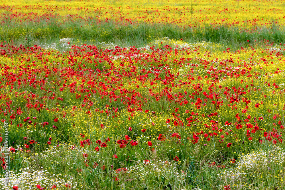 A field of spring flowers in Castiglione del Lago Province of Pe
