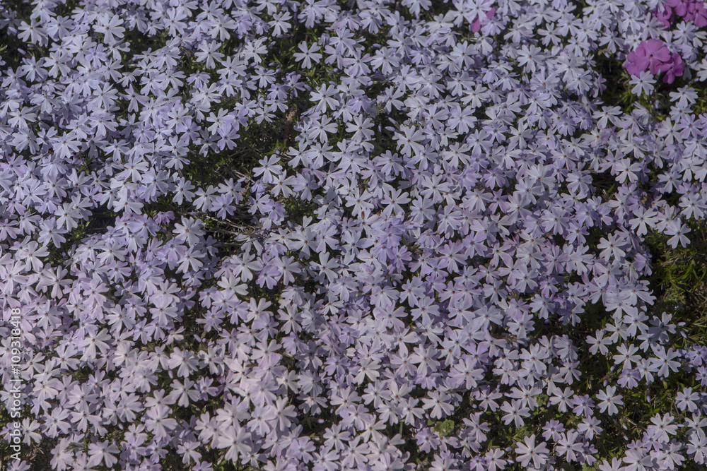 Spring flowers in the city park of Sofia, Bulgaria Spring flowers in the city park of Sofia, Bulgaria