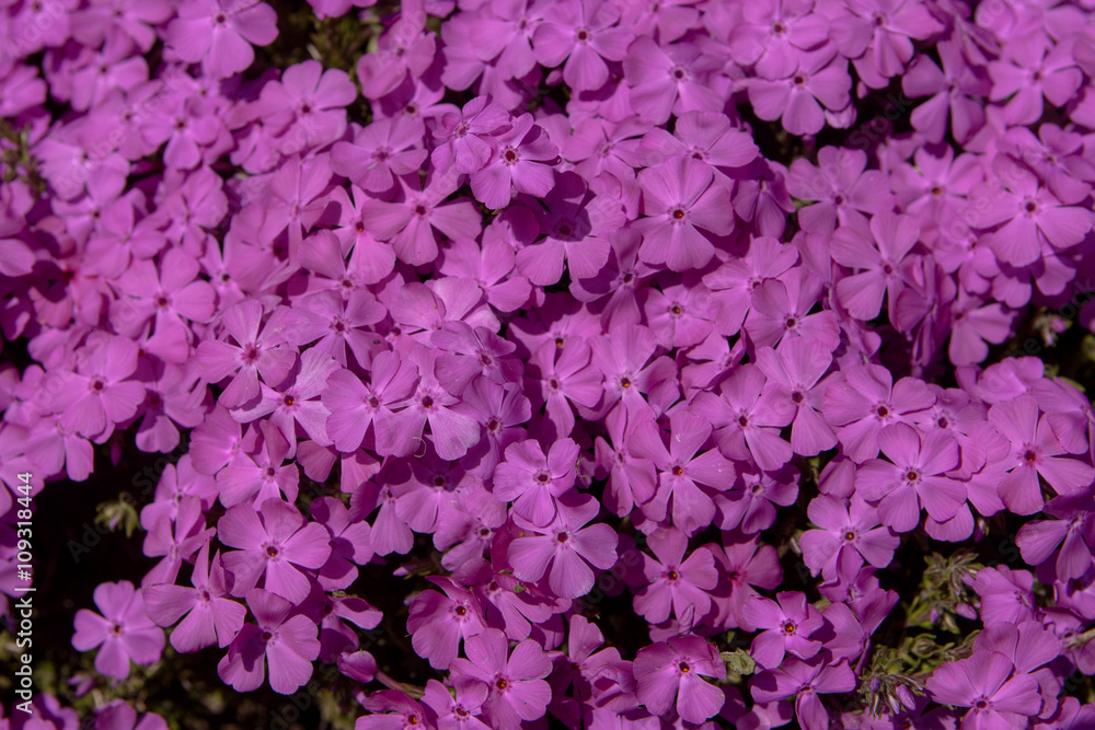 Spring flowers in the city park of Sofia, Bulgaria Spring flowers in the city park of Sofia, Bulgaria