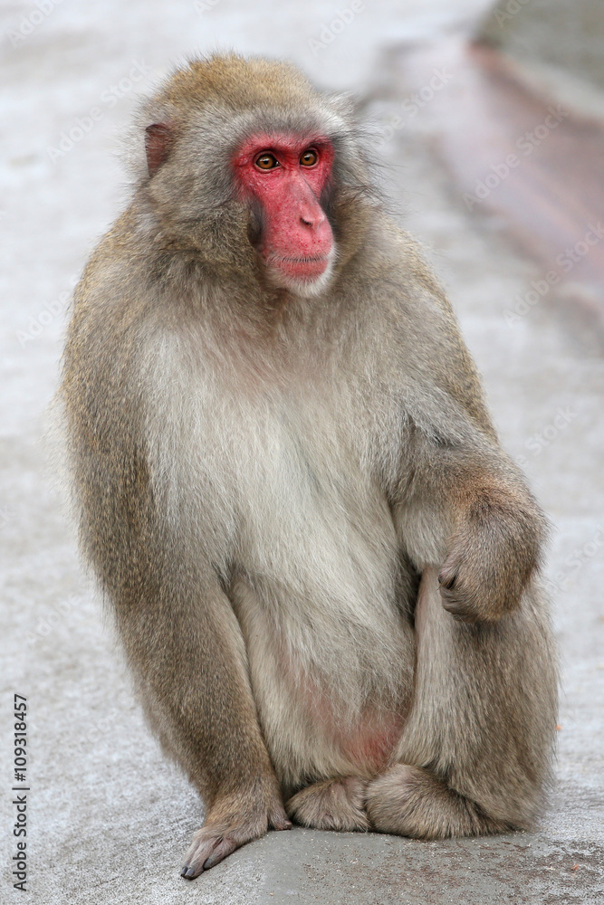 Fototapeta premium Japanese Macaque