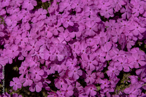 Fototapeta Naklejka Na Ścianę i Meble -  Spring flowers in the city park of Sofia, Bulgaria