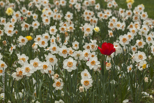 Spring flowers in the city park of Sofia, Bulgaria © georgidimitrov70