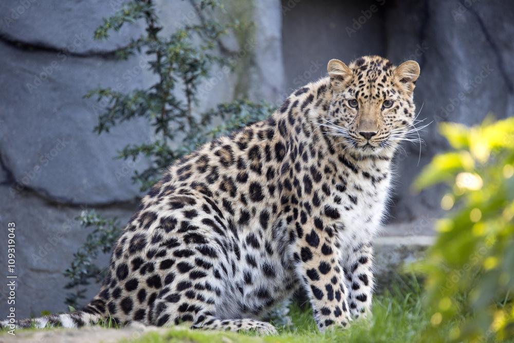 Amur Leopard, Panthera pardus orientalis, is probably the most beautifully colored leopard Amur Leopard, Panthera pardus orientalis, is probably the most beautifully colored leopard
