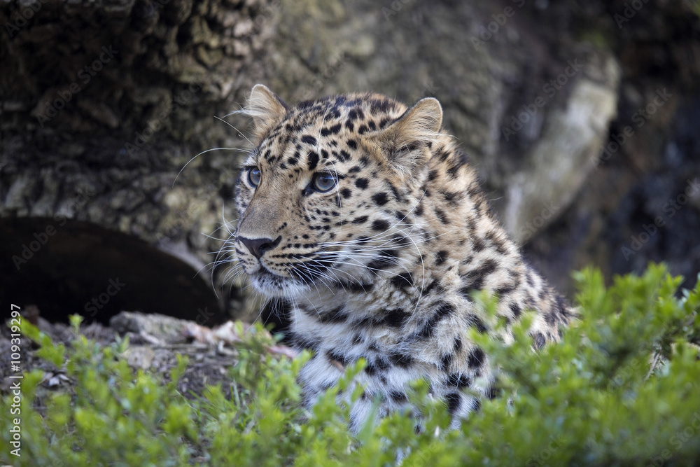 Obraz premium Amur Leopard, Panthera pardus orientalis, is probably the most beautifully colored leopard