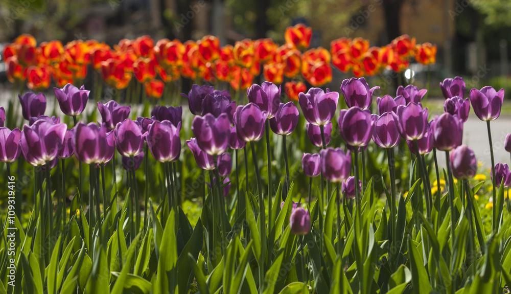 Spring flowers in the city park of Sofia, Bulgaria