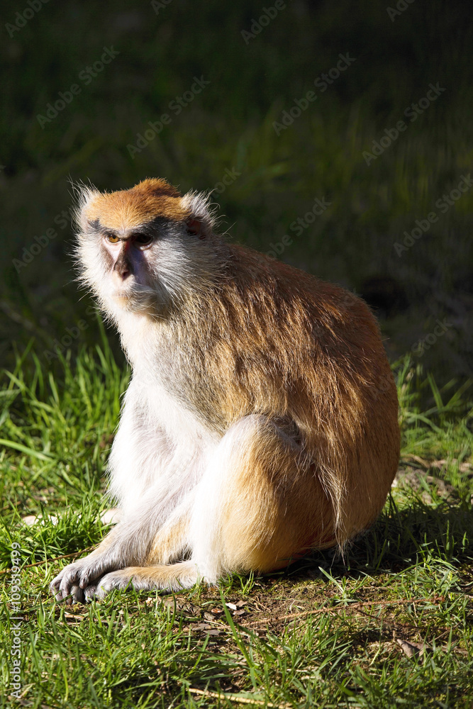 Patas monkey,  Erythrocebus patas, lives mainly on the ground