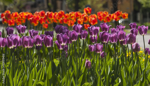 Spring flowers in the city park of Sofia, Bulgaria