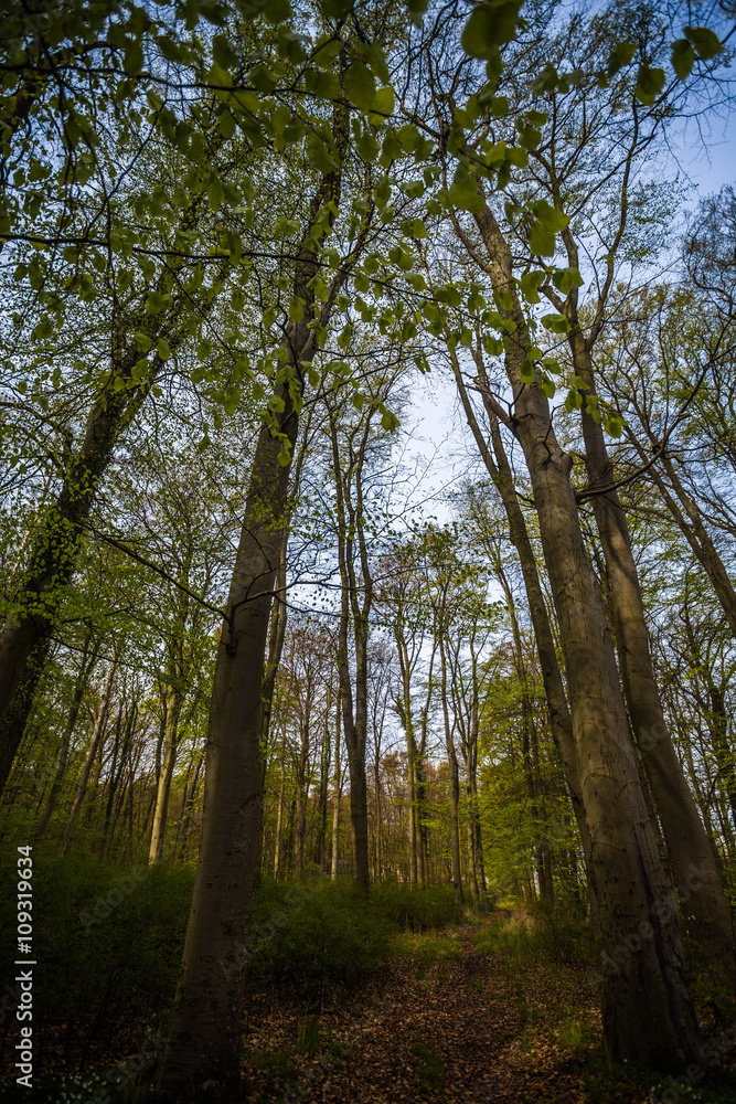 Obraz premium Küstenwald