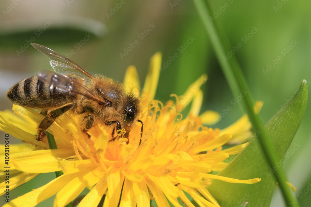 Honigbiene (Apiformes) auf Löwenzahn, Nahaufnahme Honigbiene (Apiformes) auf Löwenzahn, Nahaufnahme