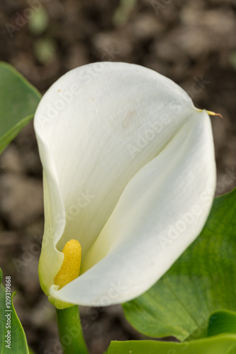 White calla flower in the greenhouse