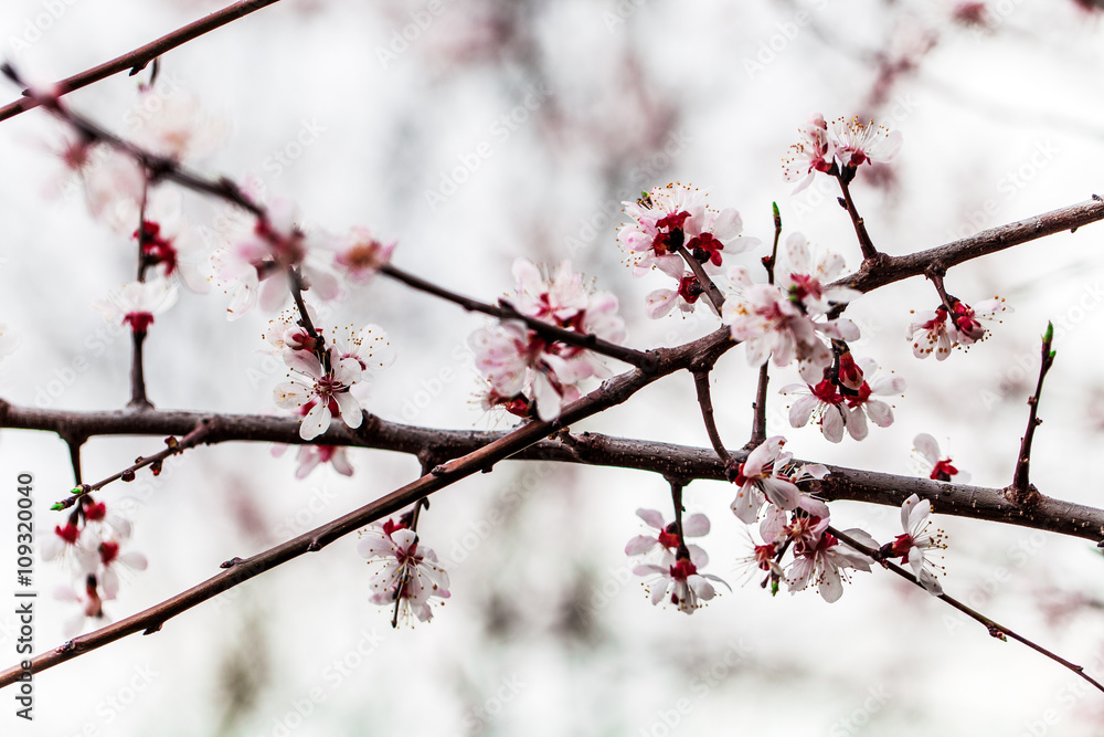 background with flowers on a spring day