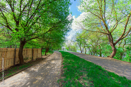 beautiful avenue in to the park