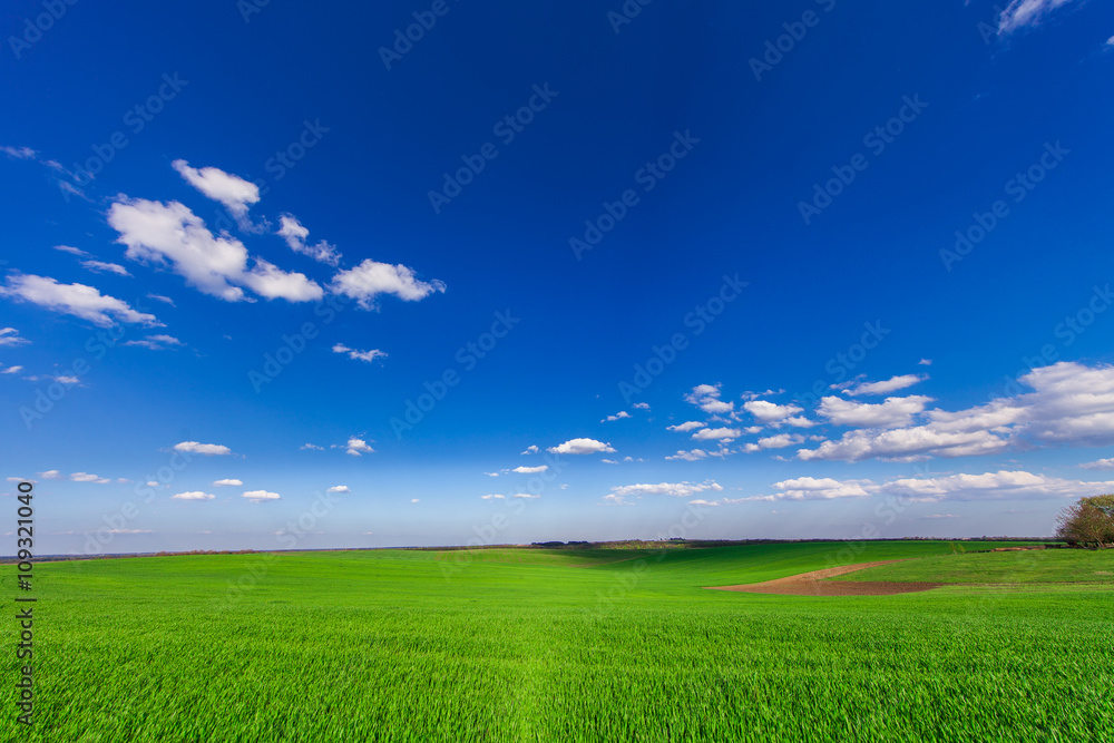 Green Field and Beautiful Sunset