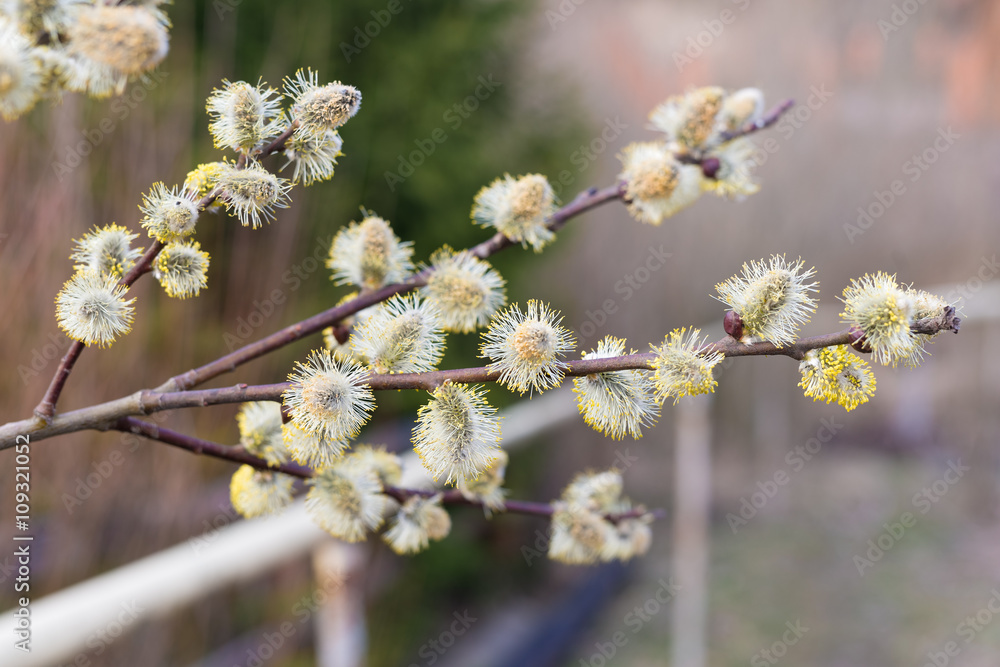 Branch of the blossoming willow