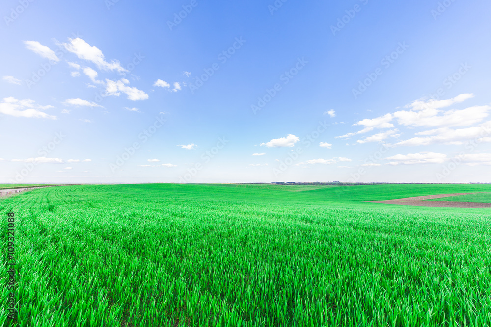 Obraz premium Green Field and Beautiful Sunset