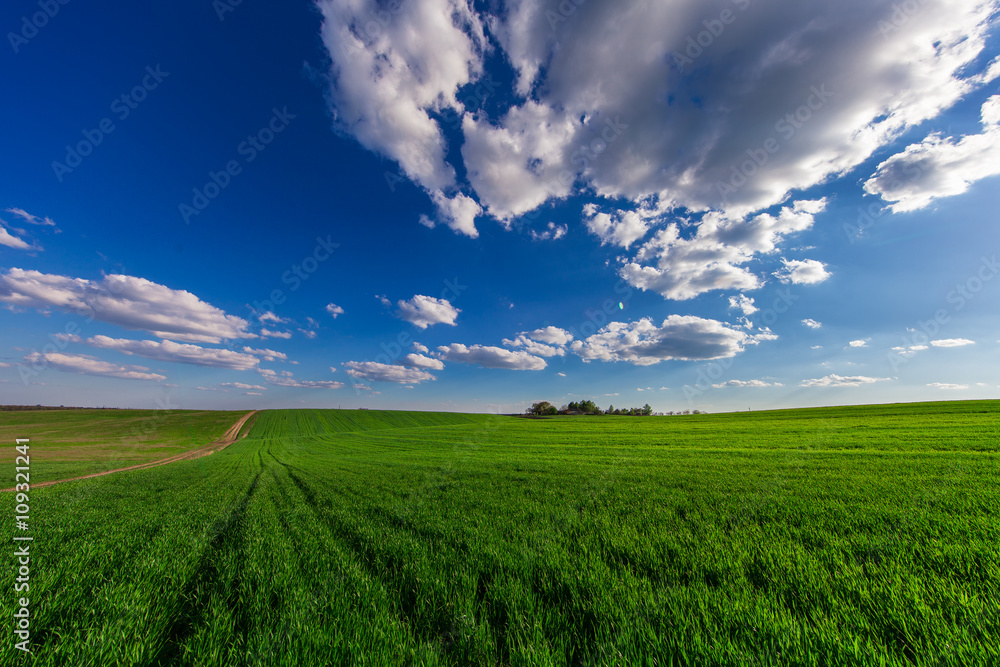 Green Field and Beautiful Sunset