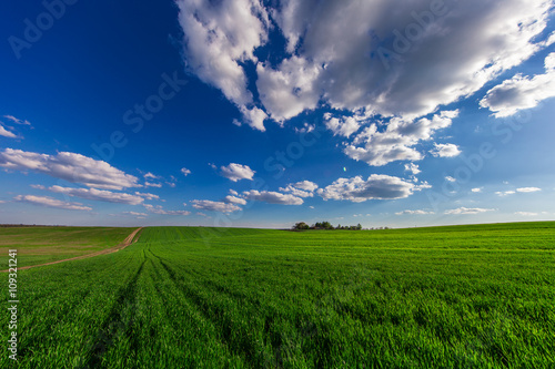 Green Field and Beautiful Sunset