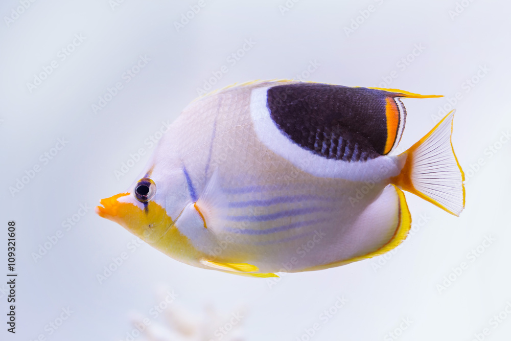 Naklejka premium セグロチョウチョウウオ Chaetodon ephippium