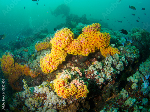 Reef scape with soft coral in Philippines