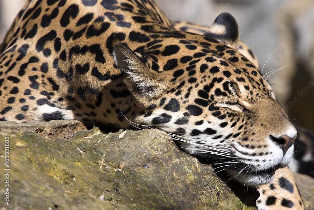 Jaguar Panthera onca resting on the trunk in a typical position Jaguar Panthera onca resting on the trunk in a typical position