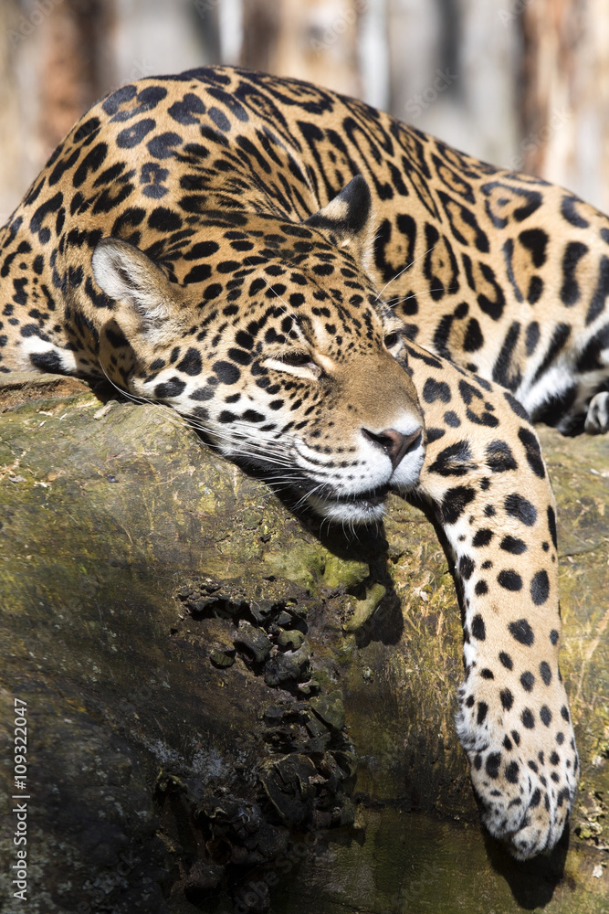 Jaguar Panthera onca resting on the trunk in a typical position