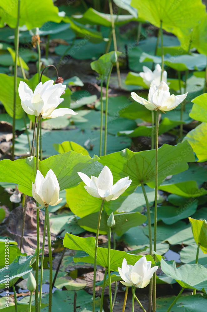 white lotus and green background white lotus and green background