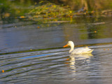 Anatra bianca che nuota nel lago