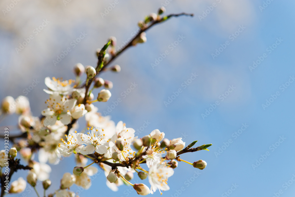 blooming plum cherry sakura spring macro
