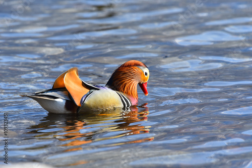 Anatra mandarina maschio che nuota nel lago e cerca cibo