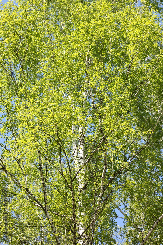 Fototapeta premium Beautiful birch with green leaves in spring against the sky.