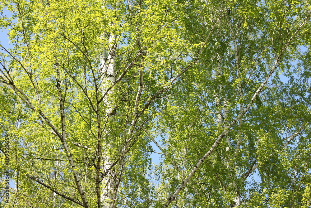 Beautiful birch with green leaves in spring against the sky. Beautiful birch with green leaves in spring against the sky.