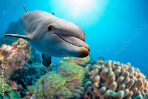 Canvas Print dolphin underwater on reef background