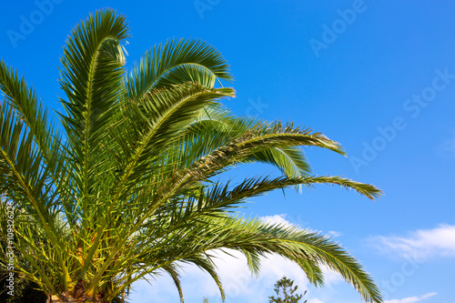 Wallpaper Mural Palm tree on blue sky . Torontodigital.ca