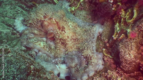 Wallpaper Mural Big octopus in the stone seabed in search of food. Amazing underwater world and the inhabitants, fish, stars, octopuses and vegetation of the Sea of Japan. Torontodigital.ca