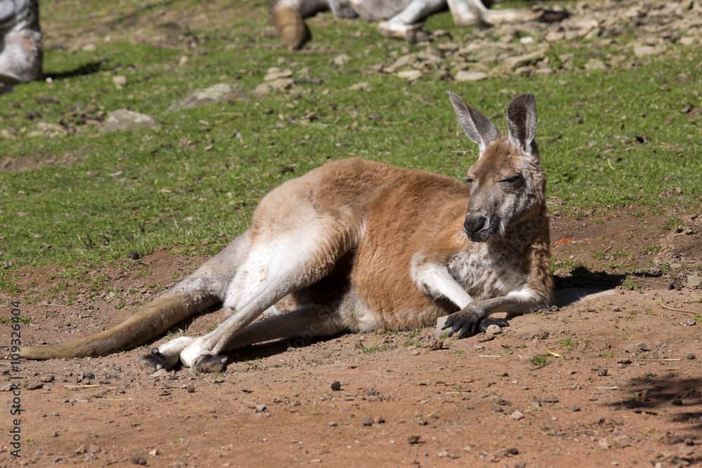 adult male red kangaroo, Megaleia rufa