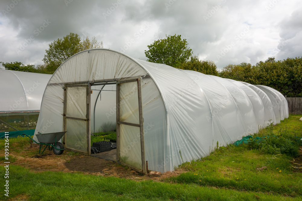 Plants being grown inside a polytunnel