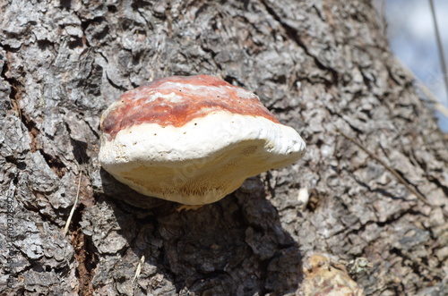 The fungus fomitopsis pinicola (lat. Fomitopsis pinicola)