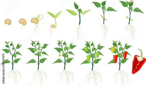 Pepper growing stage