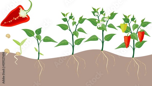 Pepper growing stage