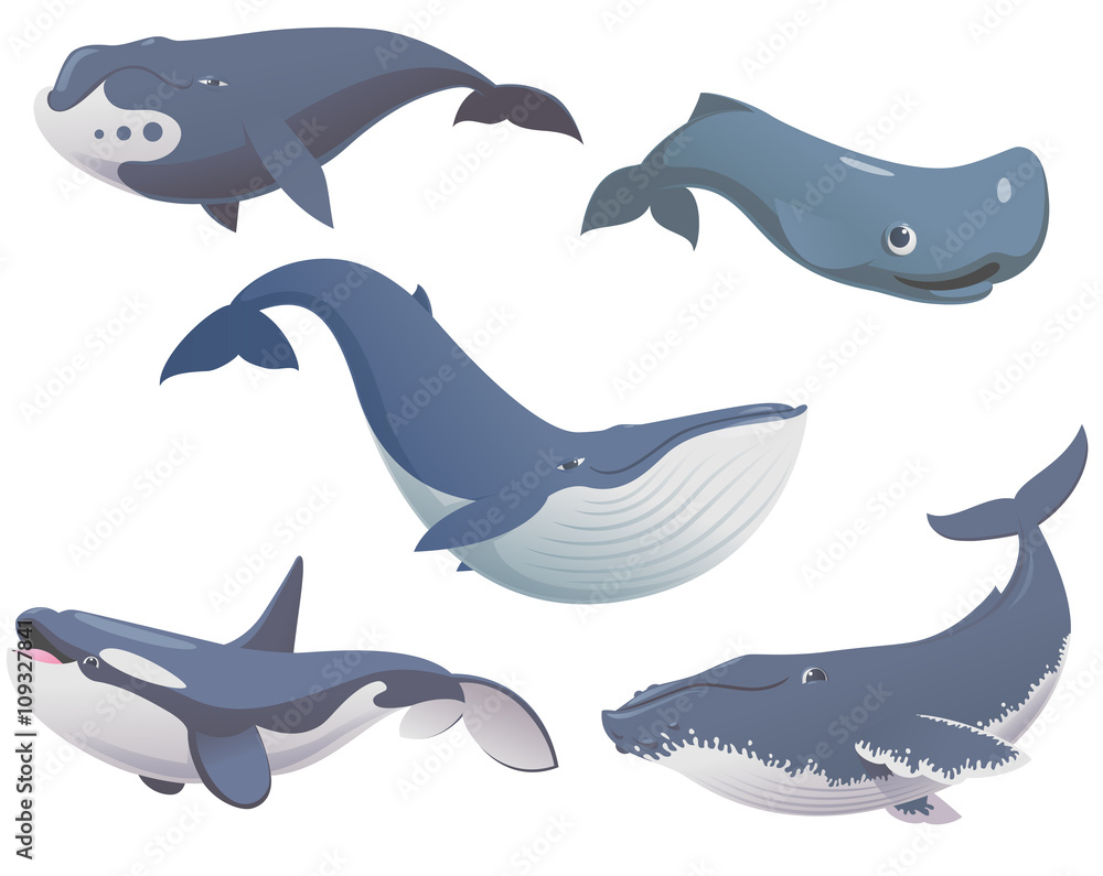 Big set of cartoon cute and funny whales, sea animals set, sea creatures  collection, cartoon animals set, vector illustration of blue whale, killer  whale, sperm whale, bowhead whale and humpback whale Stock