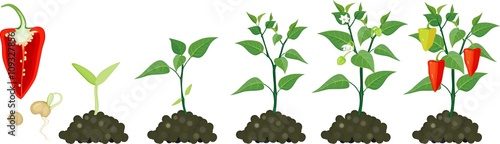 Pepper growing stage