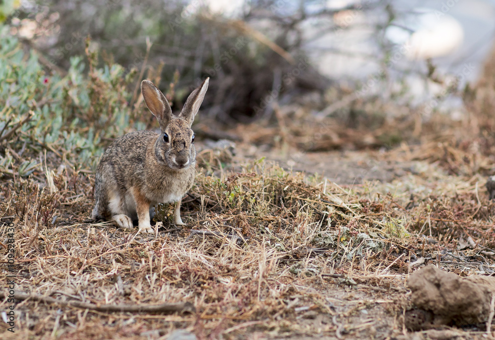 Portrait of a wild grey rabbit. Little hare in the forest running through the grass. Portrait of a wild grey rabbit. Little hare in the forest running through the grass.