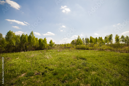 beautiful birch forest