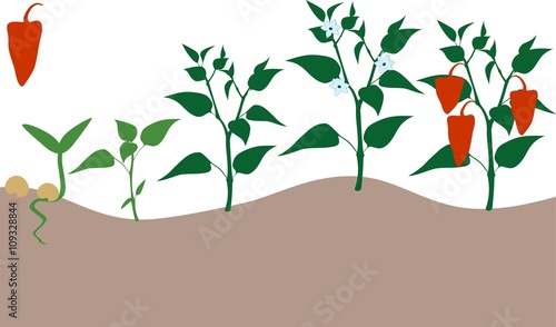 Pepper growing stage